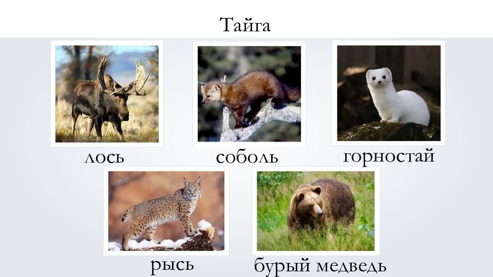 Северная евразия животный мир. Животные Евразии. Название животных Евразии. Животные которые обитают в Евразии. Животные Евразии для детей.