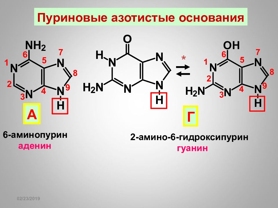 Пурины азотистые основания