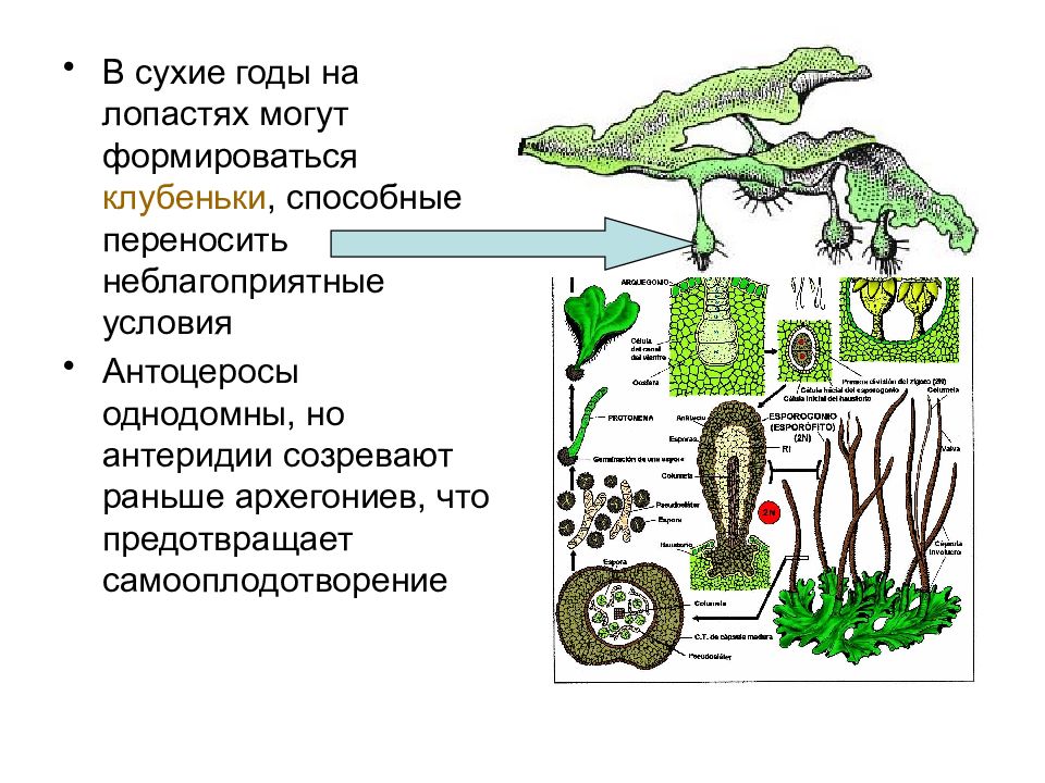 Печеночники мхи презентация