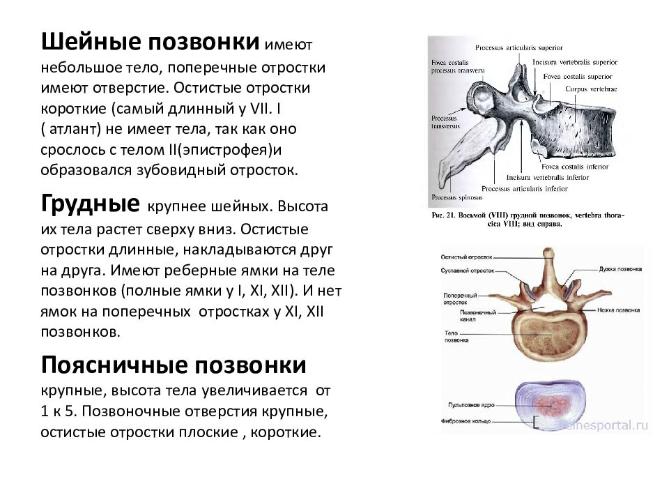 Характеристики позвонков шейного отдела