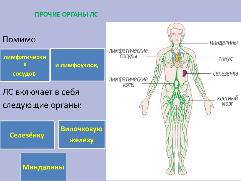 Презентация на тему лимфатическая система человека