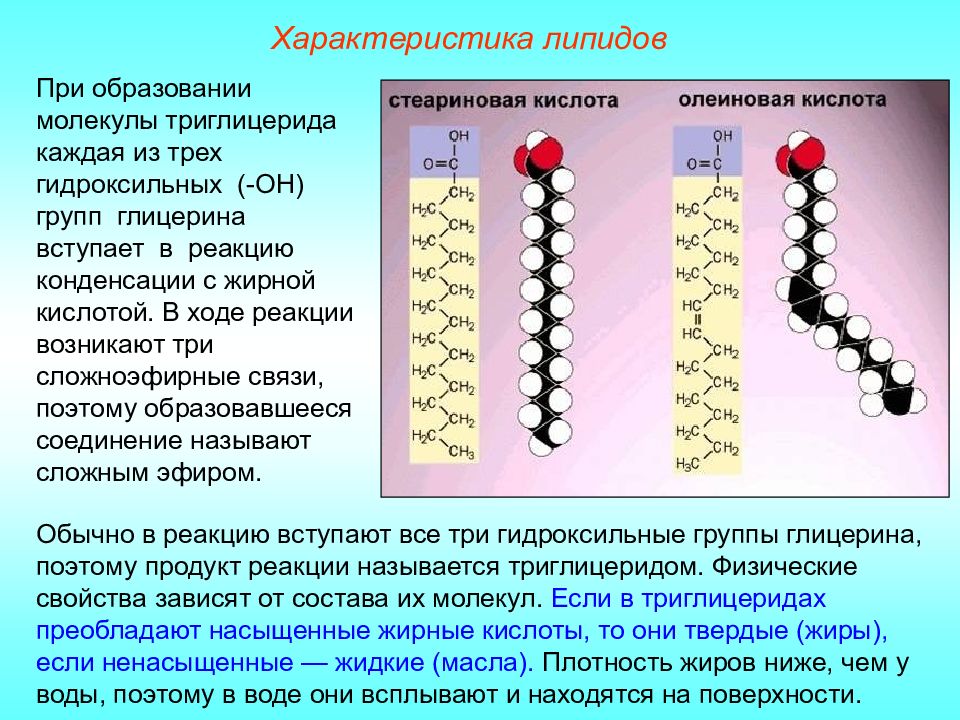 Простые липиды презентация