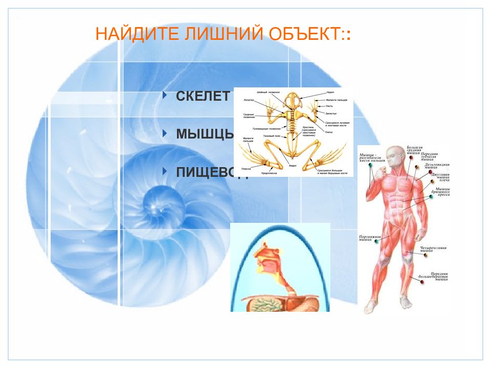 Презентация по биологии 6 класс организм единое целое