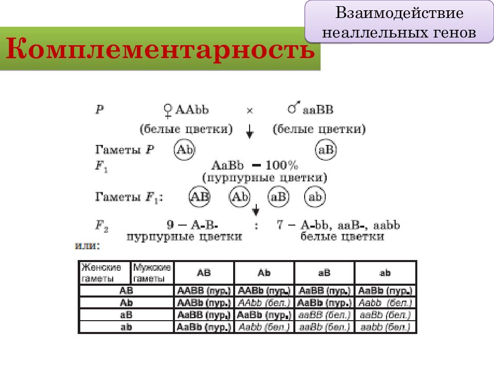 Презентация взаимодействие неаллельных генов 10 класс