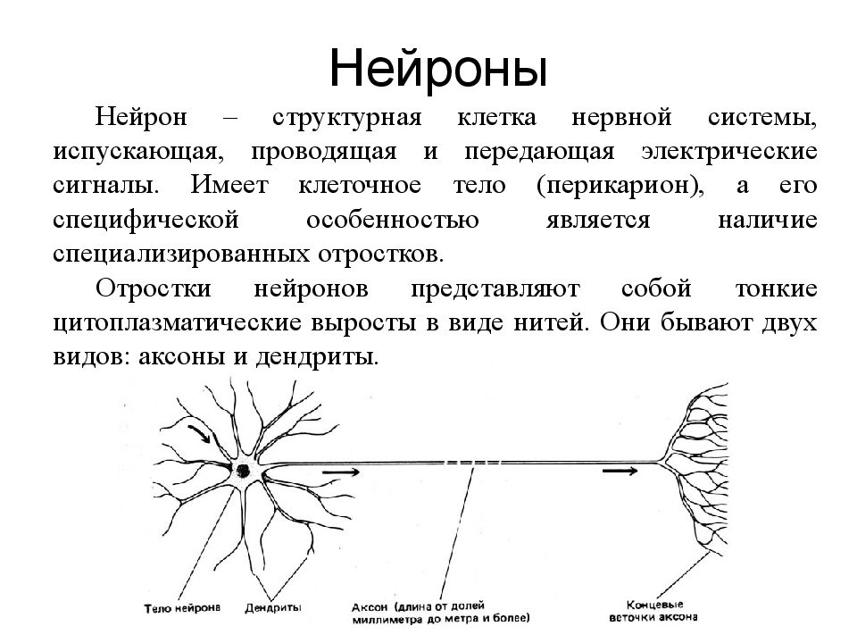 Нервная клетка какая. Структурные элементы нервной клетки. Нейрон определение. Нервная клетка Нейрон. Отростки нервной клетки называются.