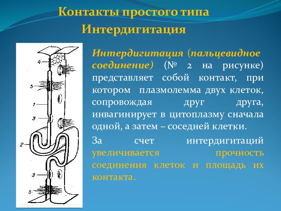 Соединение клеток. Межклеточные соединения интердигитации. Простое межклеточное соединение. Межклеточные контакты. Межклеточные контакты интердигитация.