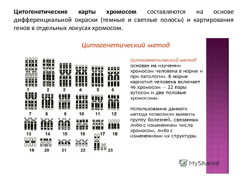 Секвенсовая карта хромосом