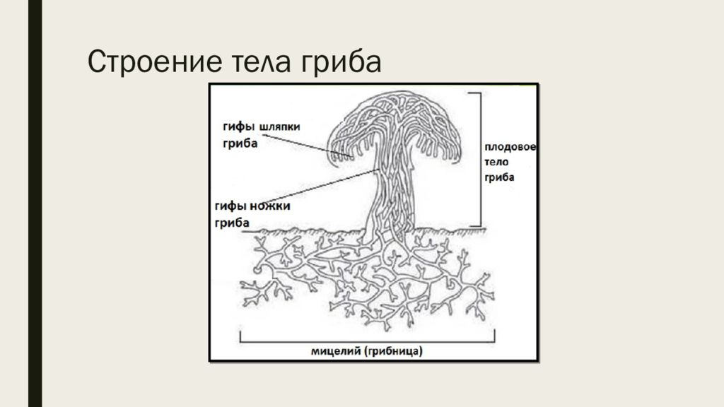 Тело гриба. Строение тела гриба. Строение плодового тела гриба.