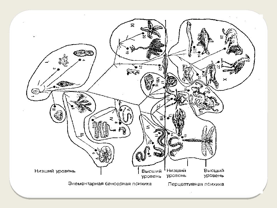 Возникновение психики. Представления о сущности и происхождении психики. Представления о возникновении психики. Происхождение и развитие психики рисунки. Возникновение психики рисунок.