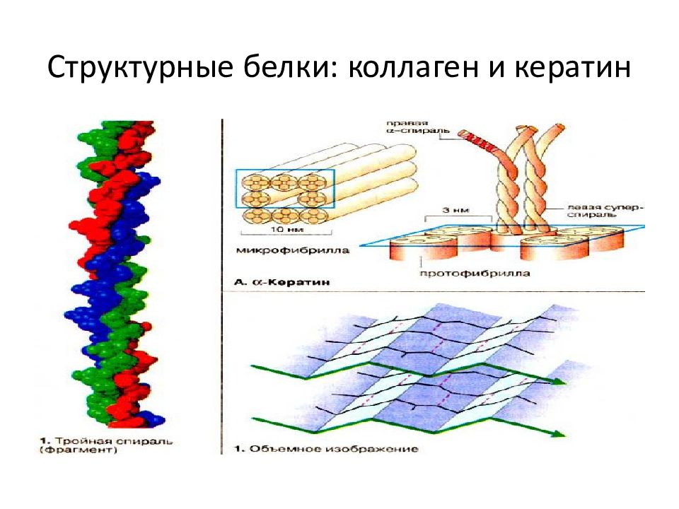 Белок кератин и коллагена. Структурный белок. Белки коллаген кератин. Кератин и коллаген функция.