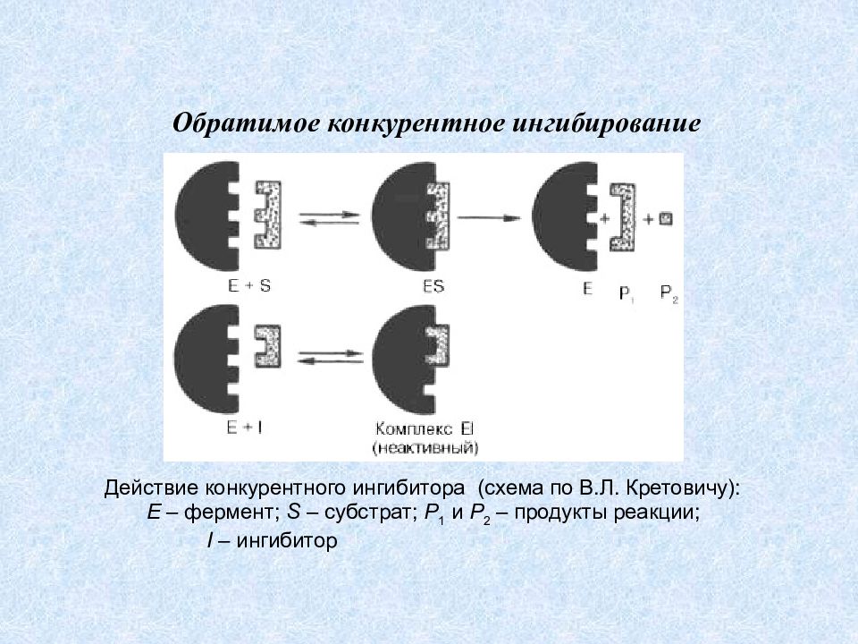 Компартментация ферментов презентация