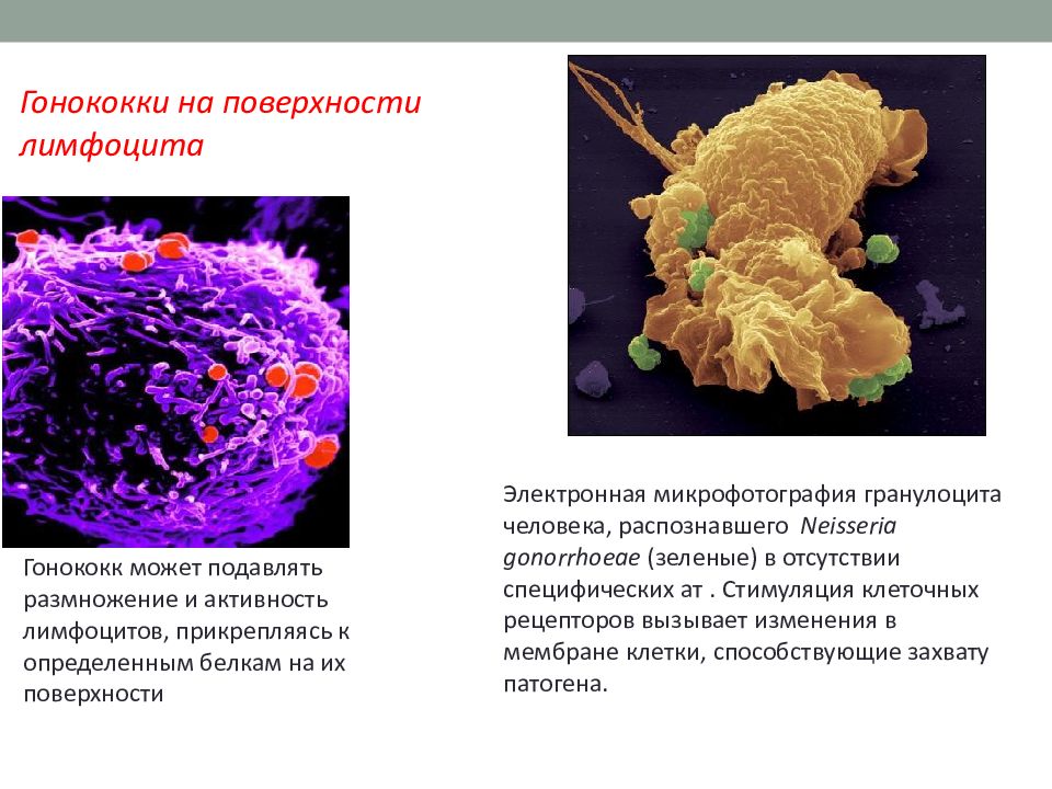 Иппп гинекология презентация