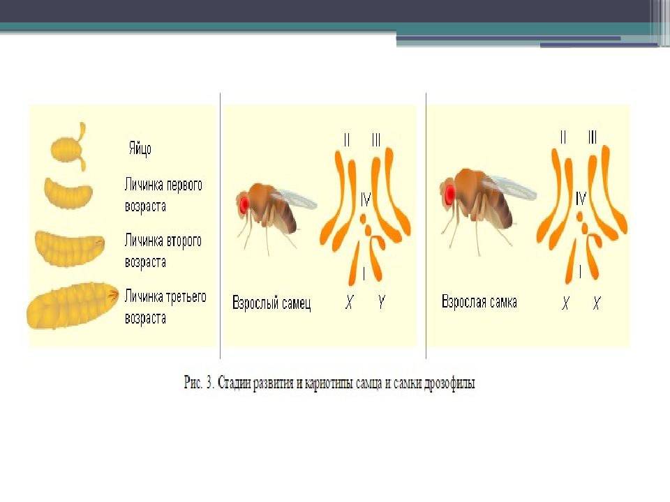 Опыты моргана презентация