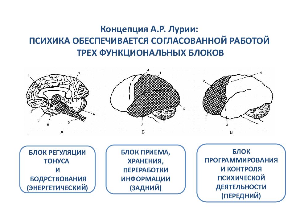 Лурия мозг. Структурно-функциональная модель мозга по а.р Лурии. Функциональные блоки мозга (а. р. Лурия). Структурно-функциональная модель мозга а.р Лурия. Функциональные блоки головного мозга по Лурия.