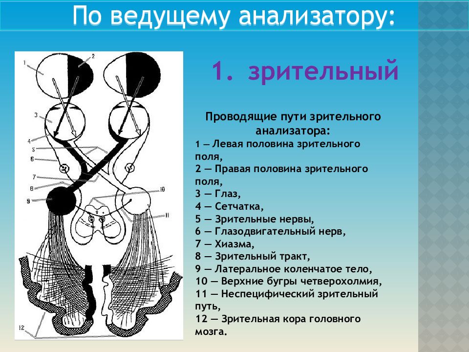 Проводящий анализатор. Проводящие пути зрительного анализатора схема. Проводящие пути анализатора зрения. Схема проводящих путей зрительного анализатора. Проводящий путь зрительного анализатора схема.