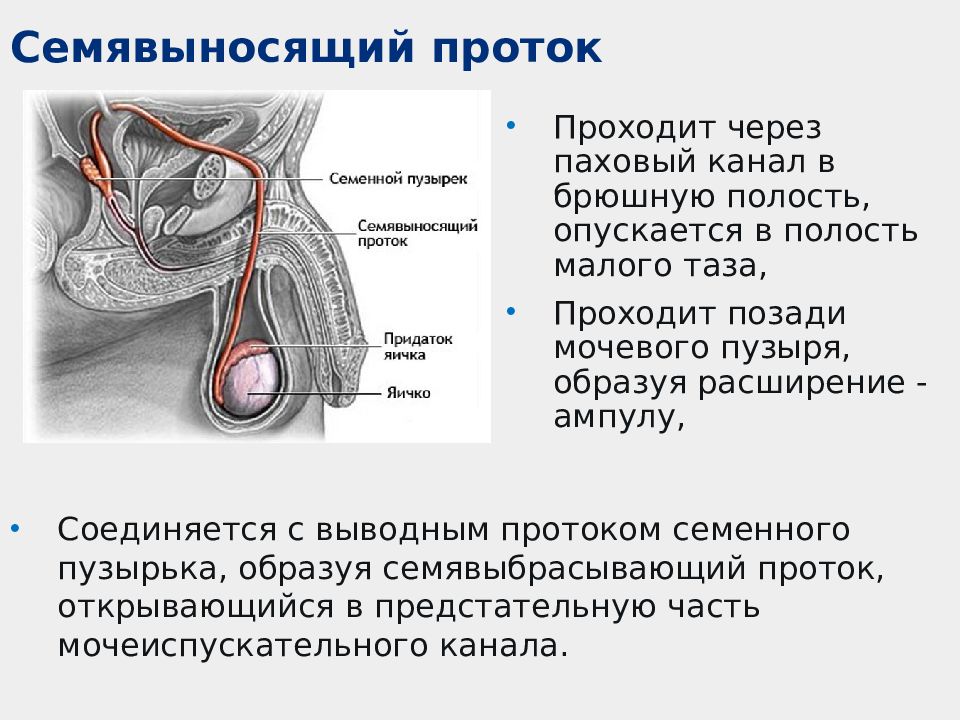 Семявыносящий проток картинки