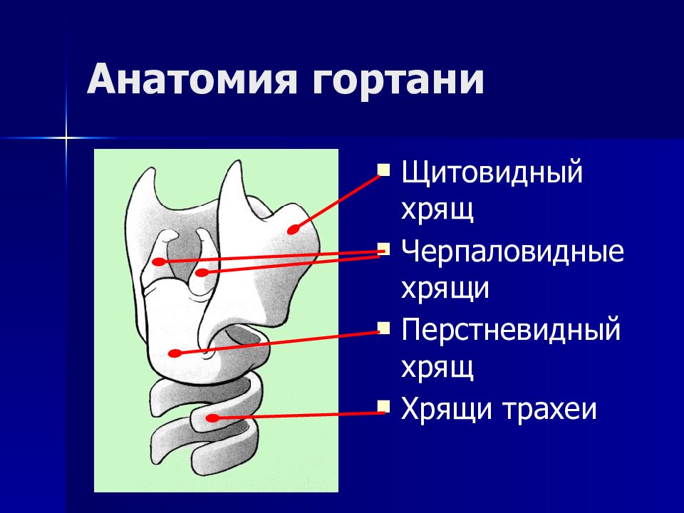 Гортань рисунок с подписями