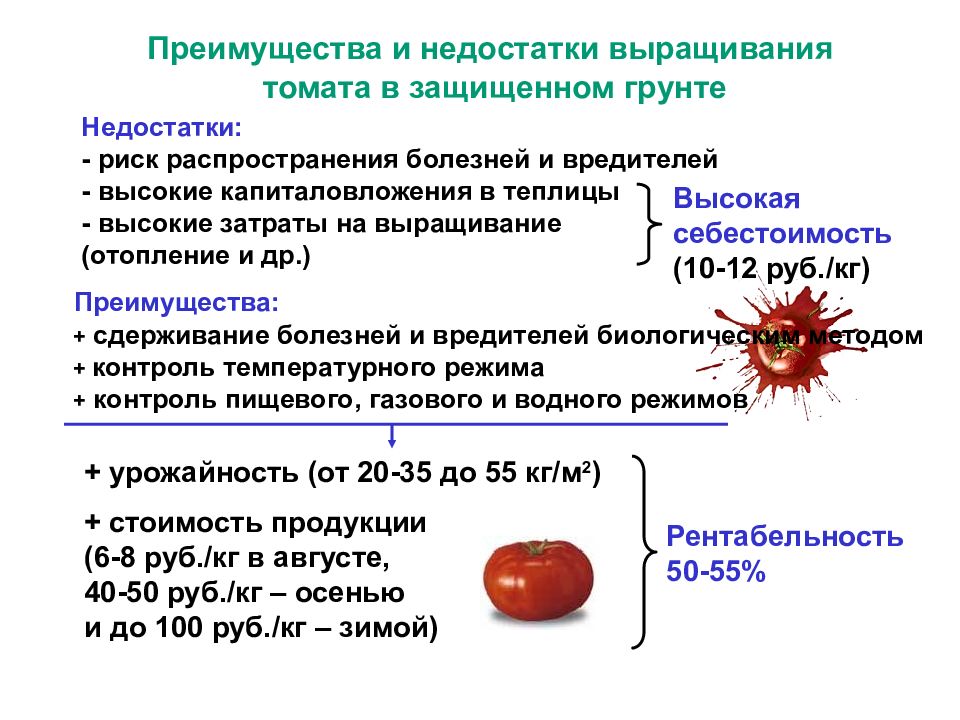 План 9 томат характеристика и описание