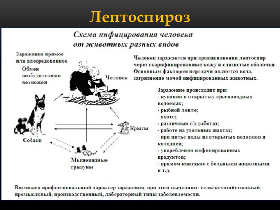 Лептоспироз собак презентация