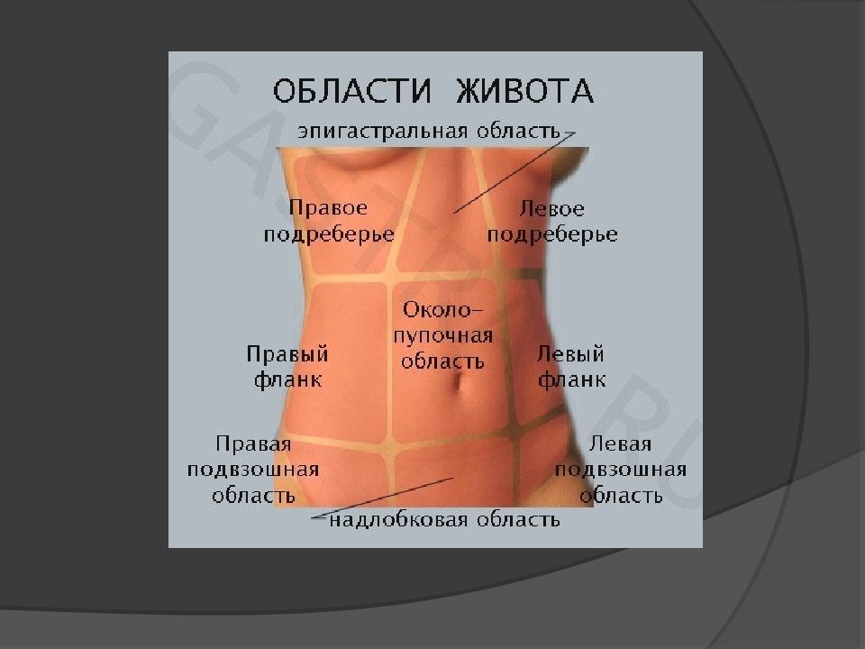 Какие органы в левом подреберье. Области живота. Верхняя часть живота. Болит в левом подреберье спереди. Левой боковой области живота.