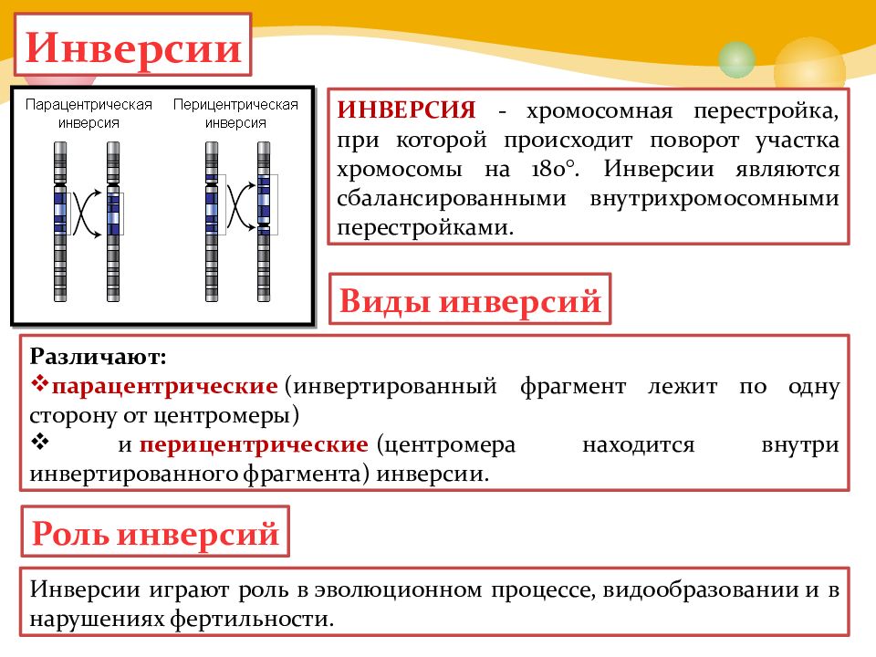 В хромосомах происходит. Перицентрическая инверсия. Парацентрическая инверсия хромосомы. Хромосомные перестройки инверсия. Виды хромосомных инверсий.