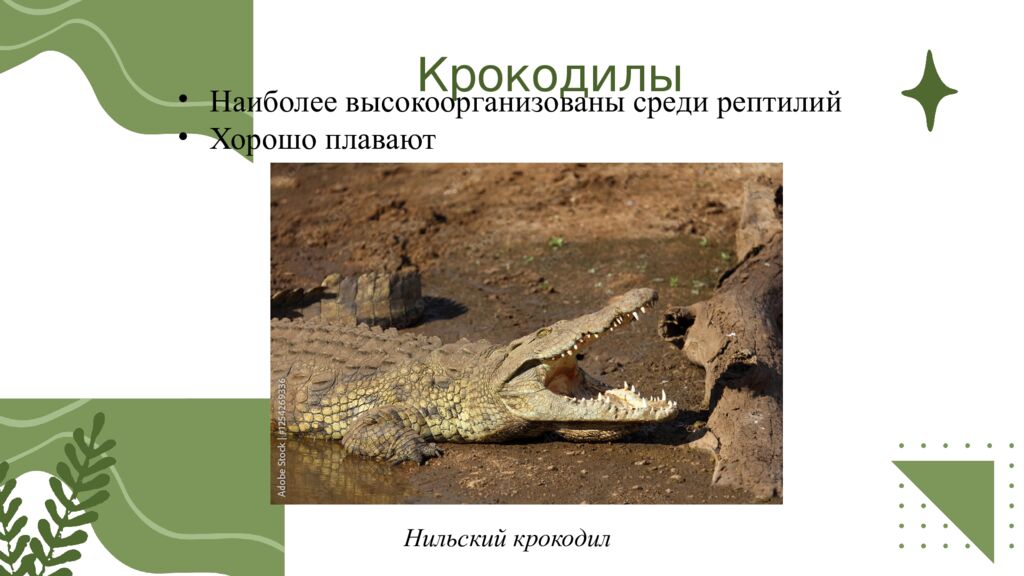 Общая характеристика пресмыкающихся