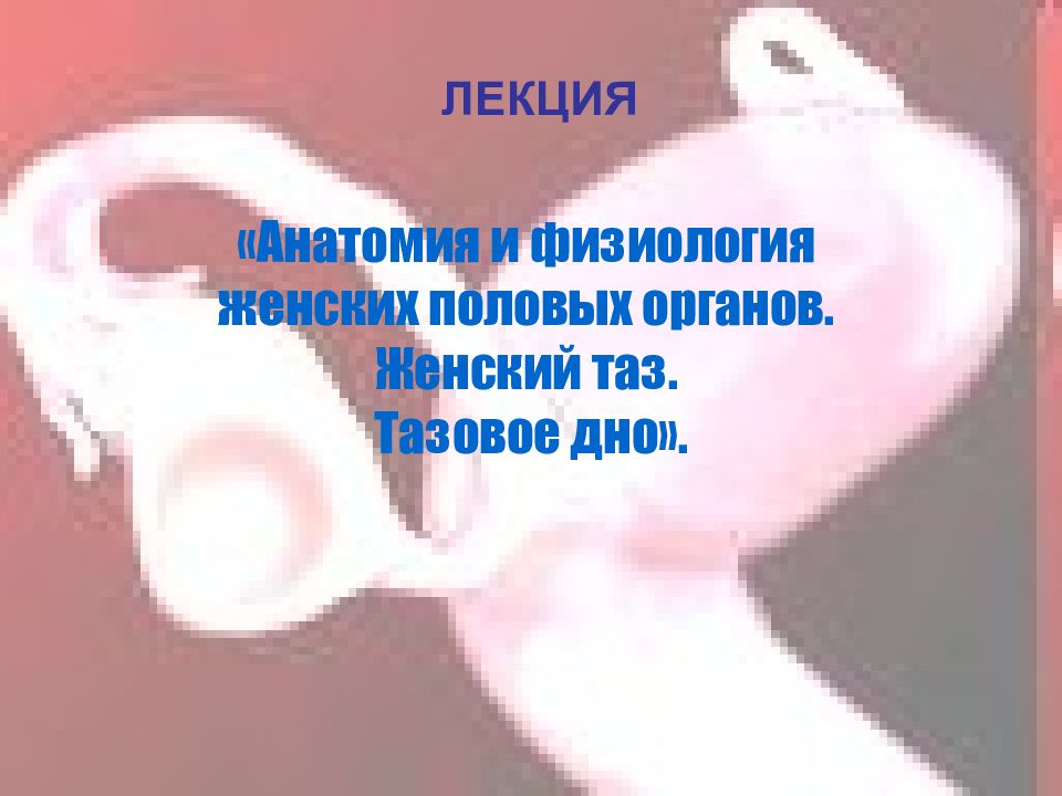 ЛЕКЦИЯ «Анатомия и физиология женских половых органов. Женский таз. Тазовое