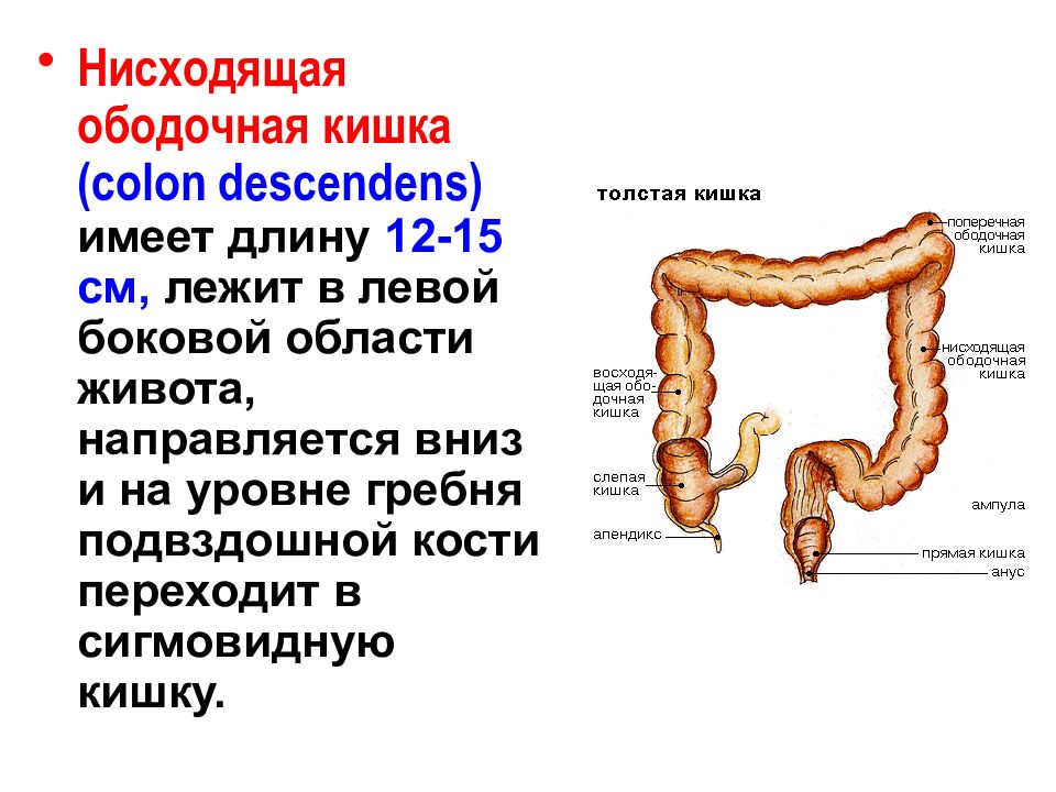 Сигмовидная кишка где находится схема у женщин и как болит