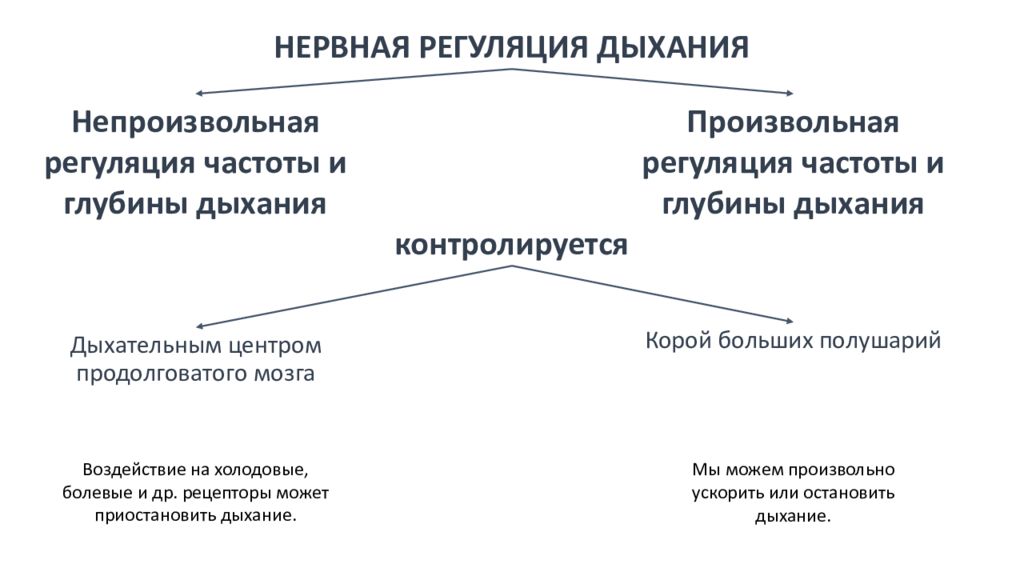 Произвольная регуляция. Произвольная нервная регуляция. Произвольная и непроизвольная регуляция. Произвольная регуляция это в психологии.