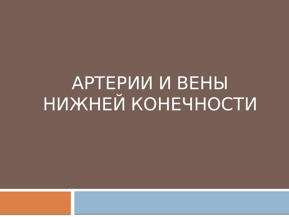 Артерии и вены нижней конечности