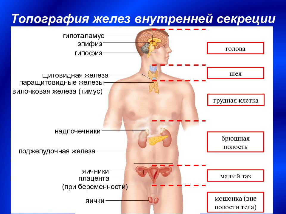 Эндокринная система рисунок с подписями