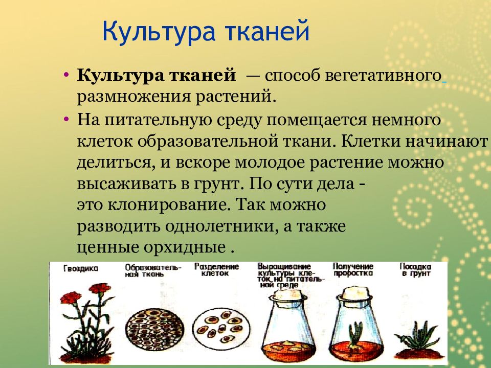 Общая схема получения культуры тканей не включает стадию