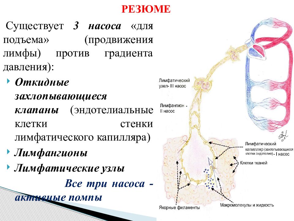 Стенка лимфатических капилляров состоит из