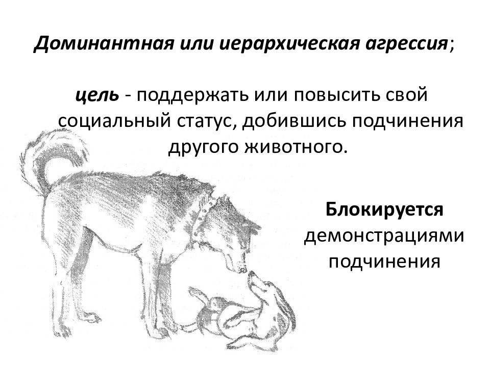 Социальное поведение животных делится на 3 типа. Пищевая агрессия у собак. Типы социального поведения животных. Типы агрессии у собак. Иерархия агрессии.