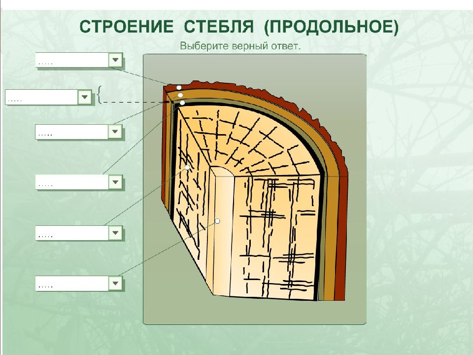 Строение стебля рисунок без подписей