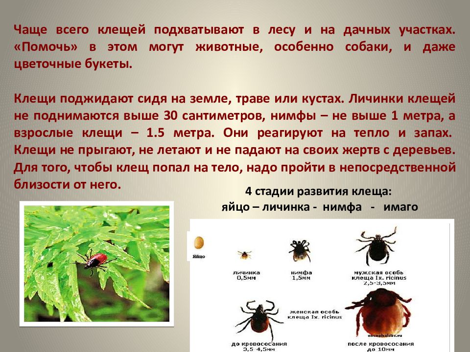 Презентация про клещей для дошкольников