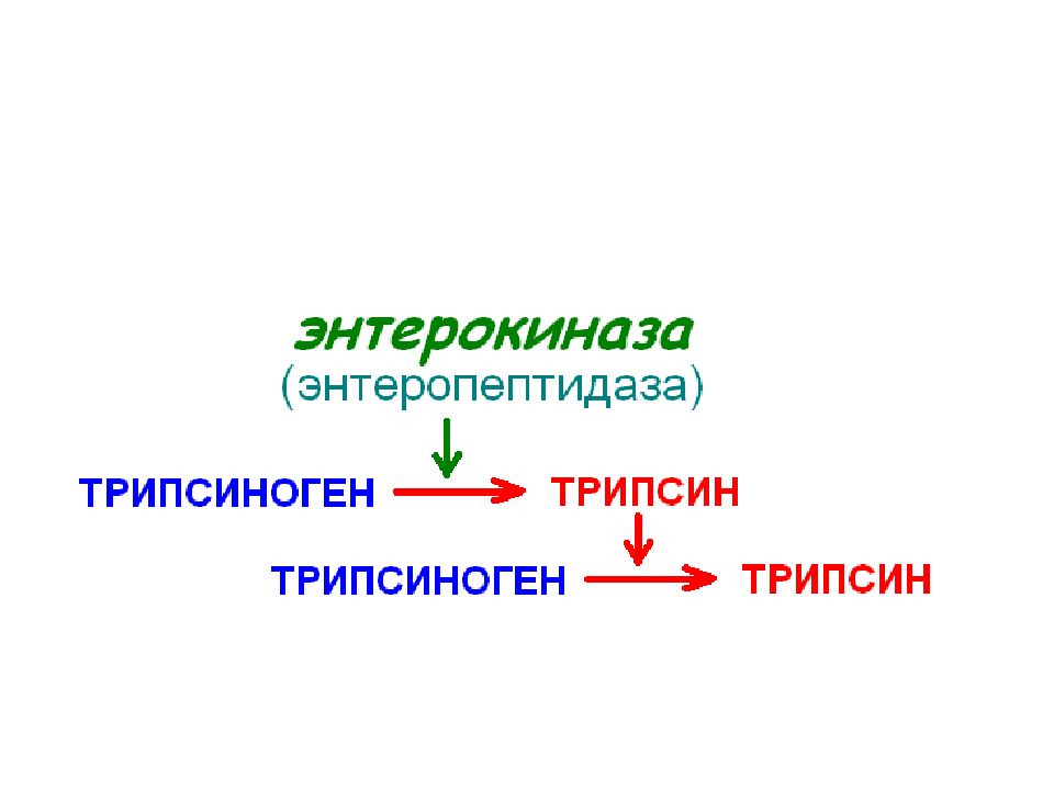 Энтерокиназа это. Энтерокиназа. Роль энтерокиназы. Энтерокиназа это фермент. Энтерокиназа кишечного сока.