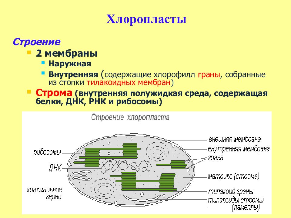 На рисунке схематично изображена связь животной клетки с окружающей средой