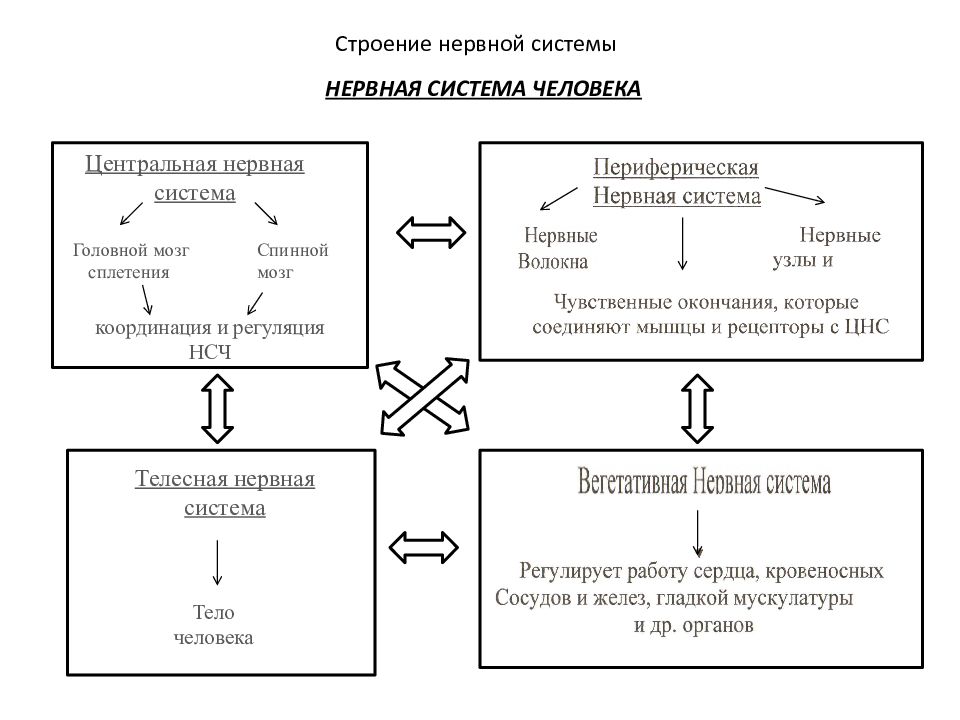 Система в психологии. Строение нервной системы человека. Строение нервной системы психология. Свойства структур нервной системы. Нервная система это в психологии.