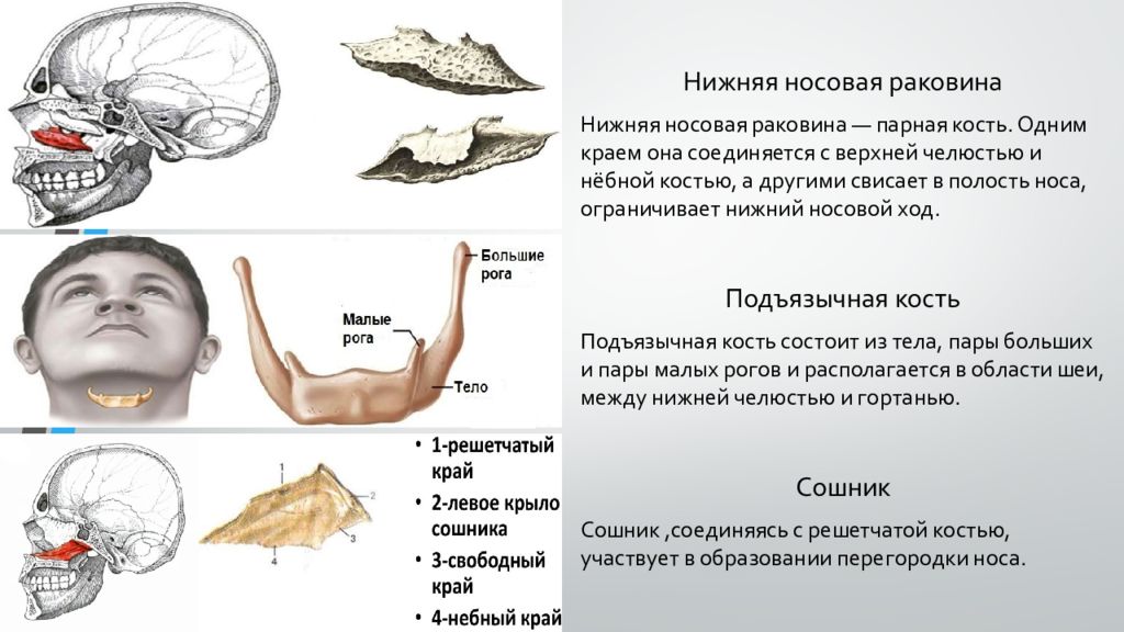 Туберкулез костей лицевого черепа презентация