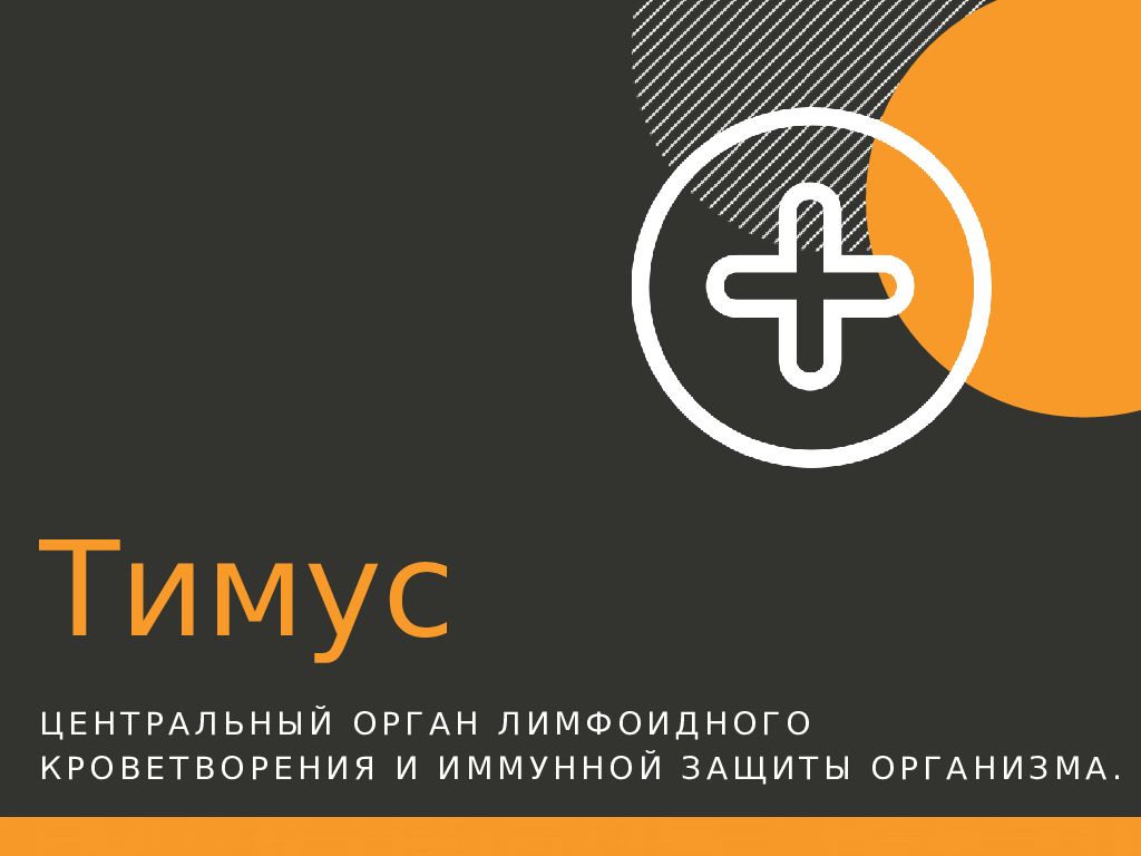 Тимус ЦЕНТРАЛЬНЫЙ ОРГАН ЛИМФОИДНОГО КРОВЕТВОРЕНИЯ И ИММУННОЙ ЗАЩИТЫ ОРГАНИЗМА