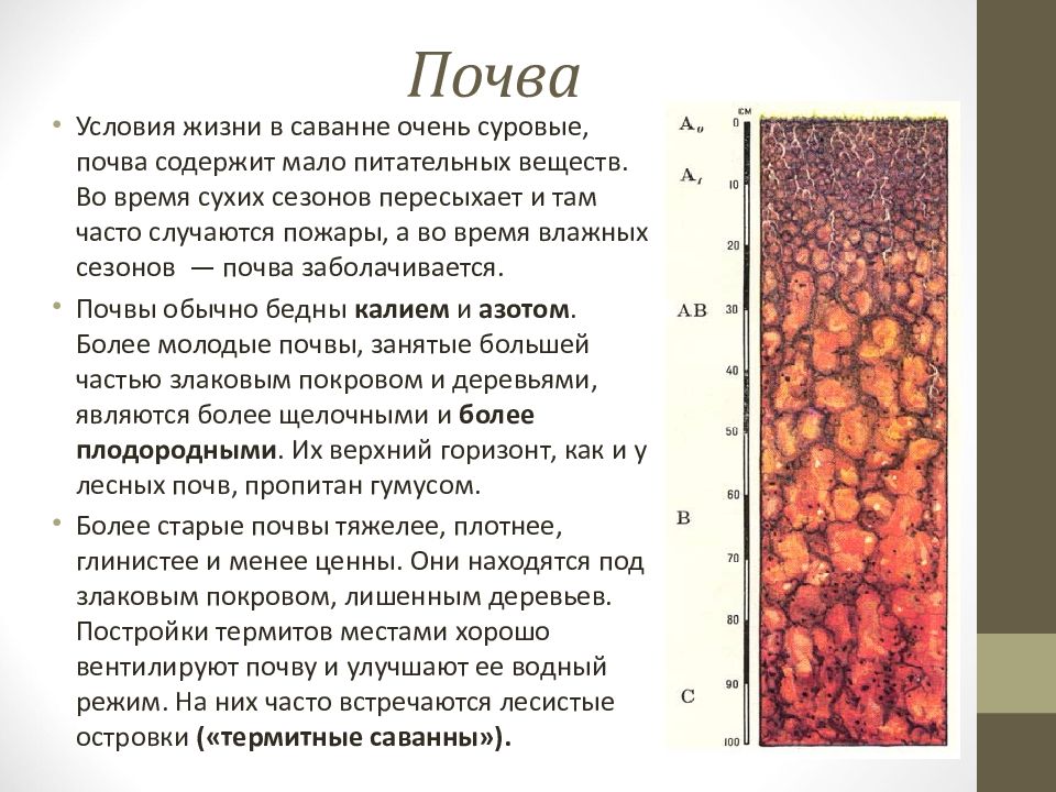 Бурые почвы природная зона. Красно-бурые почвы саванн. Почвы саванны. Красно-бурые почвы профиль. Почва саванны характеристика.