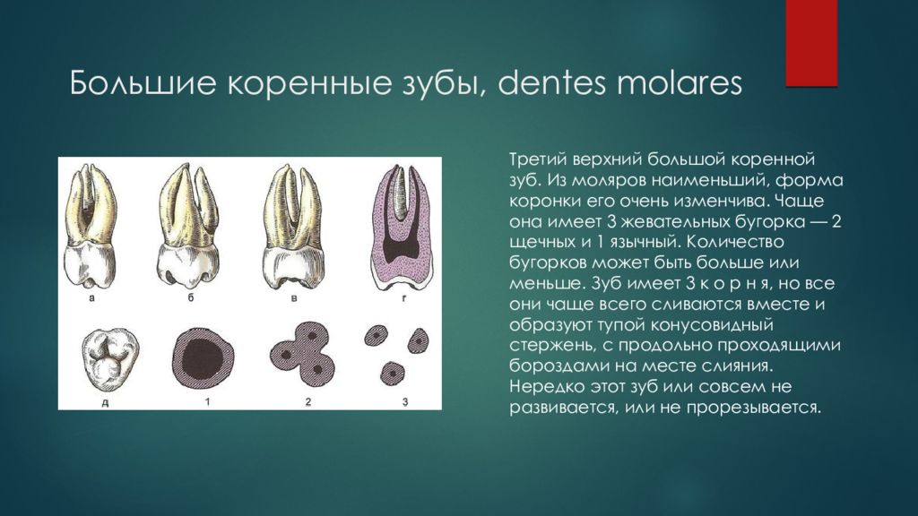 Второй большой коренной зуб. Третий большой коренной зуб. Большой коренной зуб 1.