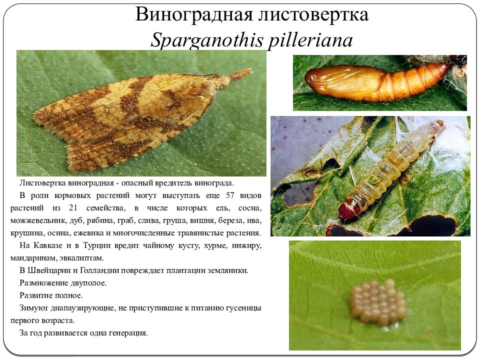 Гроздевая листовертка винограда описание с фотографиями