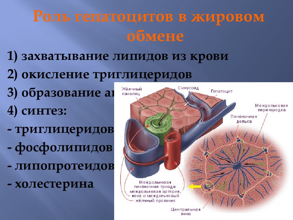 Строение гепатоцитов. Гепатоциты строение и функции. Гепатоциты печени. Гепатоциты структура. Процесс сопровождающийся накоплением в цитоплазме гепатоцитов