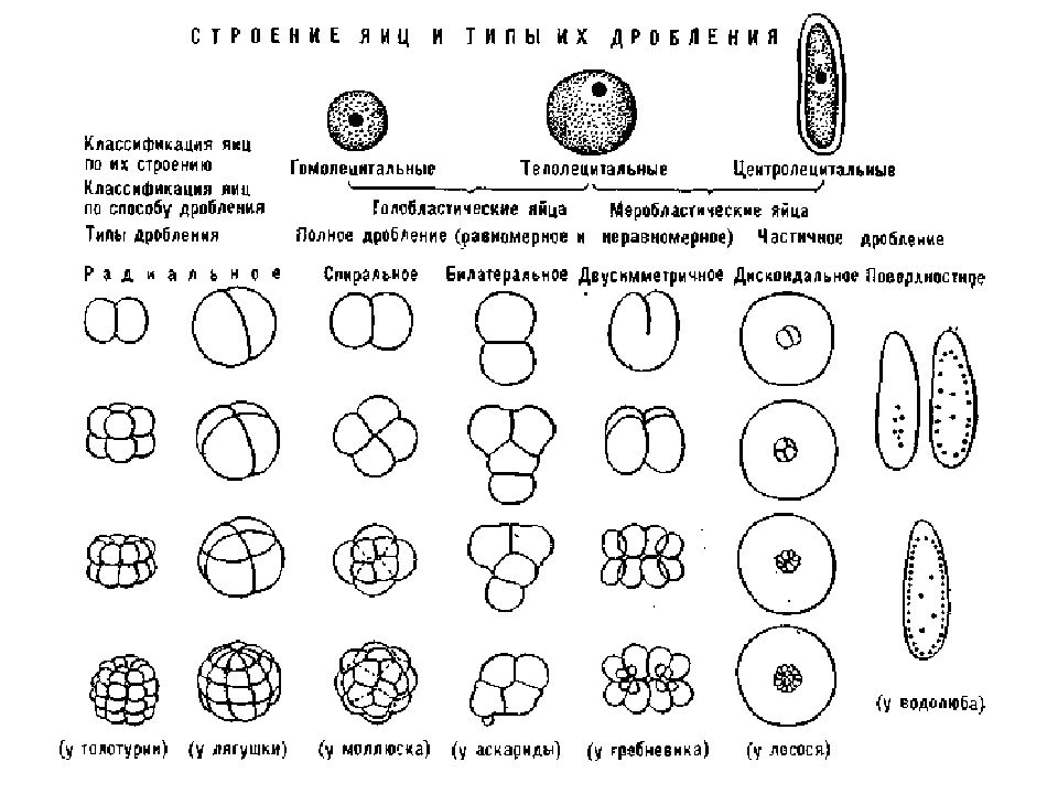 Равномерное дробление. Спиральный Тип дробления. Радиальный Тип дробления зиготы. Типы дробления яйца. Голобластическое дробление характерно для.