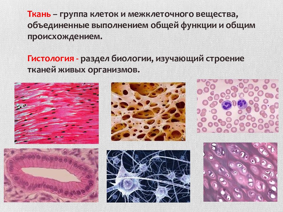 Группы тканей животных. Строение ткани. Ткани животных. Ткань это группа клеток. Межклеточное вещество в тканях.