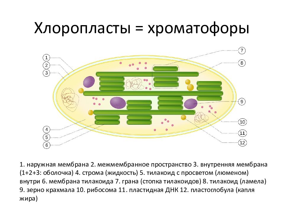 Хлоропласт грана тилакоидов. Мембрана тилакоида. Хроматофор у водорослей. Содержит складки внутренней мембраны - тилакоиды. Форма хроматофора.