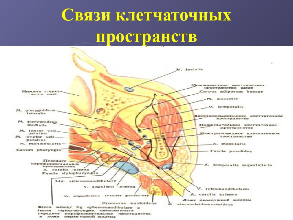 Пространство лица. Клетчаточное пространство лицевого отдела головы. Топографическая анатомия клетчаточных пространств. Топографическая анатомия клетчаточных пространств лицевого отдела. Клетчаточные пространства головы топография.