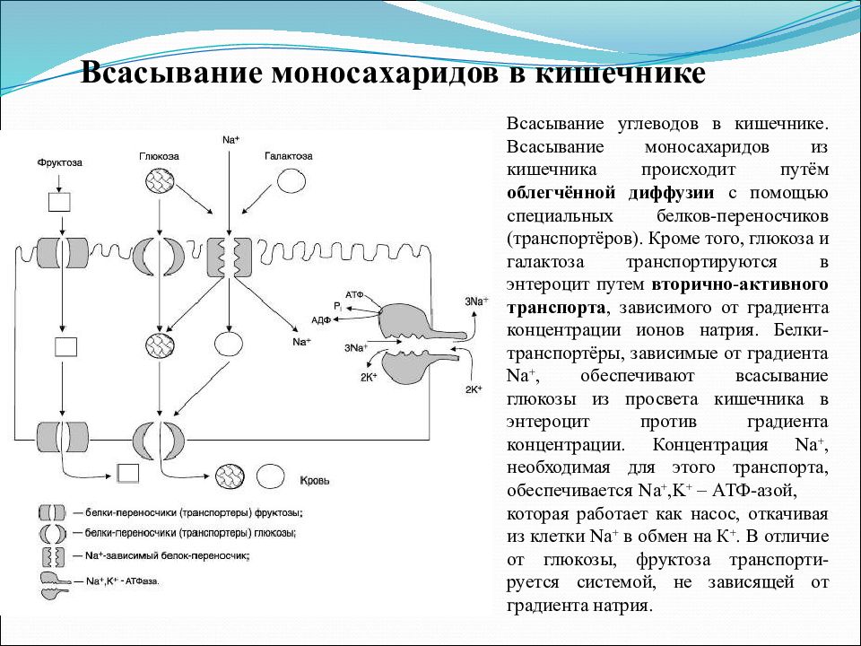 Механизм поступления. Всасывание углеводов в тонком кишечнике. Схема всасывания углеводов в кишечнике. Механизм всасывания углеводов в тонком кишечнике. Механизм всасывания Глюкозы в кишечнике.